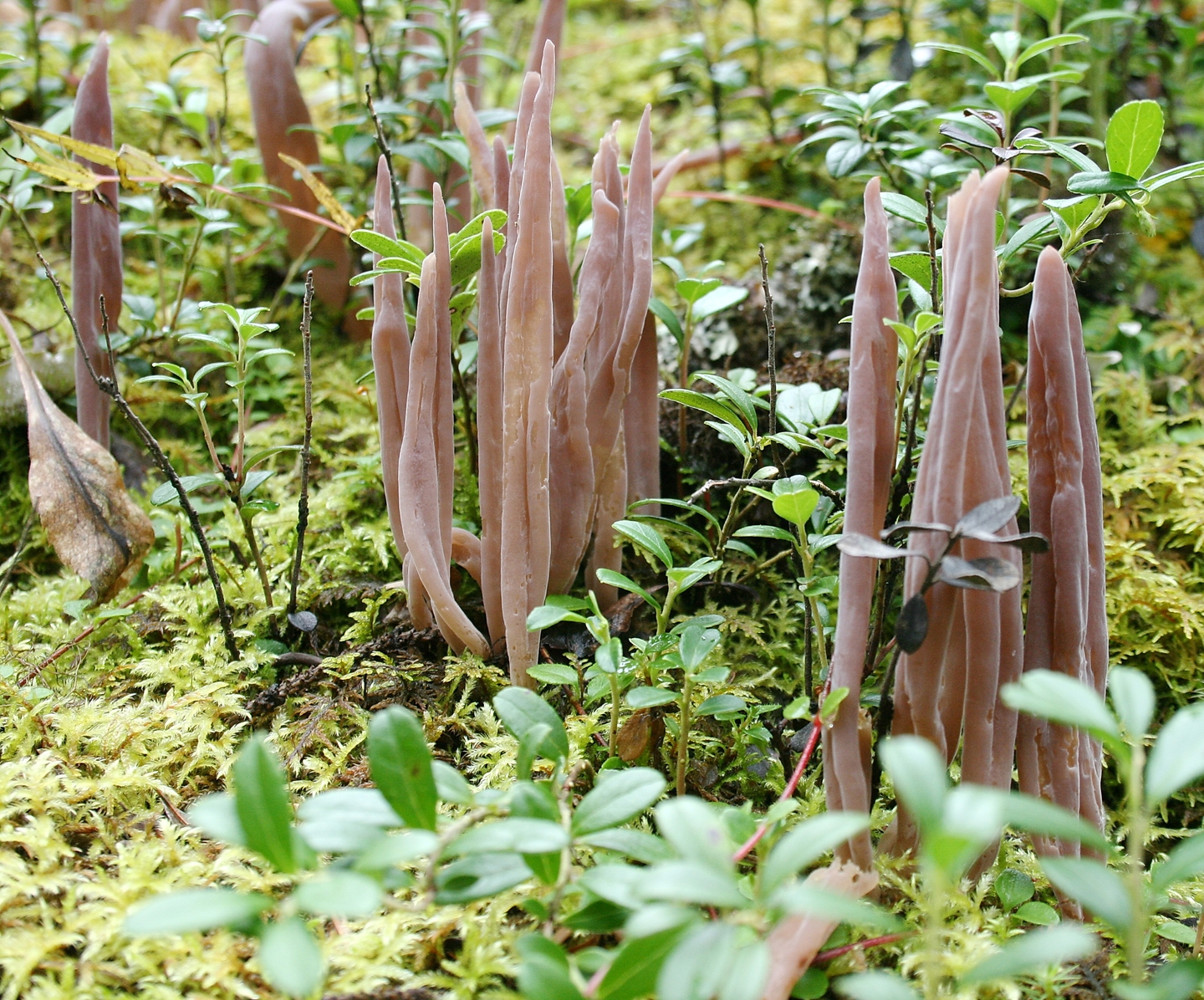 alloklavariya purpurovaya alloclavaria purpurea 60395161d79a1 - Аллоклавария пурпуровая (Alloclavaria purpurea)