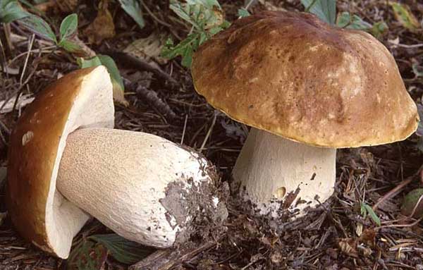 belye griby boroviki - Что важно знать о выращивании белых грибов в домашних условиях