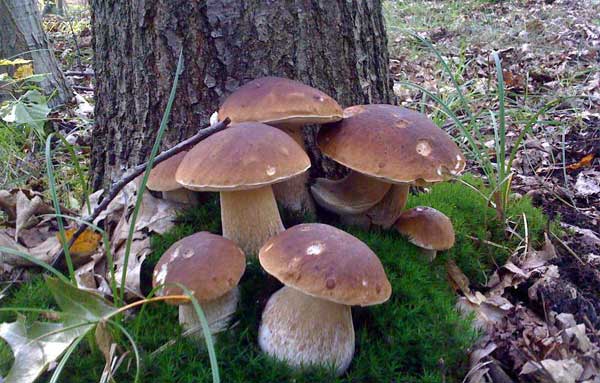 belye griby u dereva - Что важно знать о выращивании белых грибов в домашних условиях