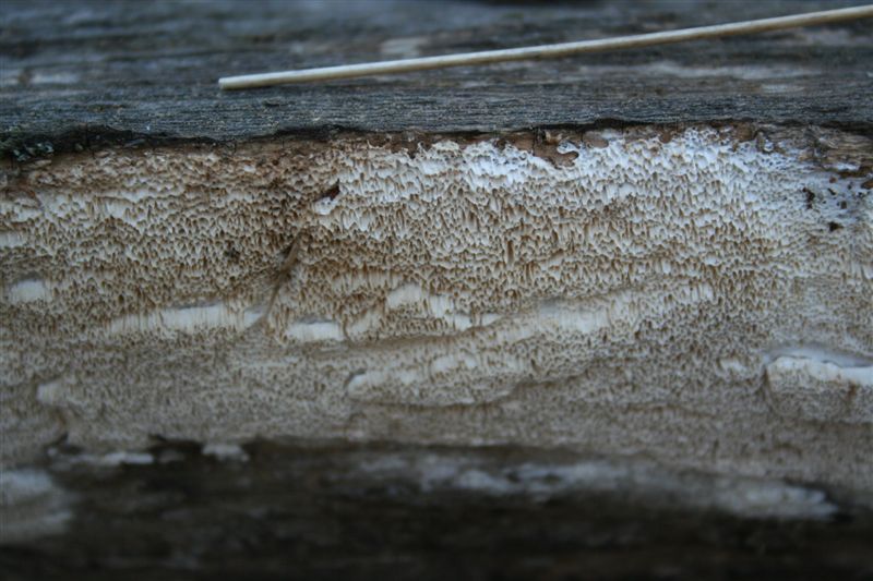 belyj domovoj grib amyloporia sinuosa 603951f5cc7bf - Белый домовой гриб (Amyloporia sinuosa)