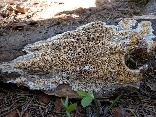 belyj domovoj grib amyloporia sinuosa 603951f6c0558 - Белый домовой гриб (Amyloporia sinuosa)