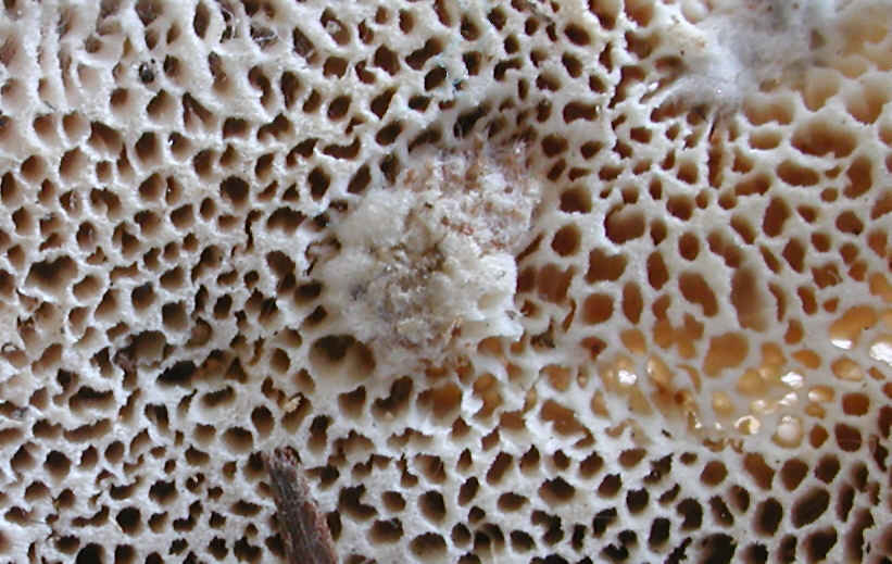 belyj domovoj grib amyloporia sinuosa 603951f70bf4d - Белый домовой гриб (Amyloporia sinuosa)