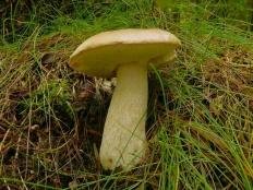 belyj grib berjozovyj boletus betulicola 60397e94574f9 - Белый гриб берёзовый (Boletus betulicola)