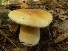 belyj grib berjozovyj boletus betulicola 60397e945e85f - Белый гриб берёзовый (Boletus betulicola)