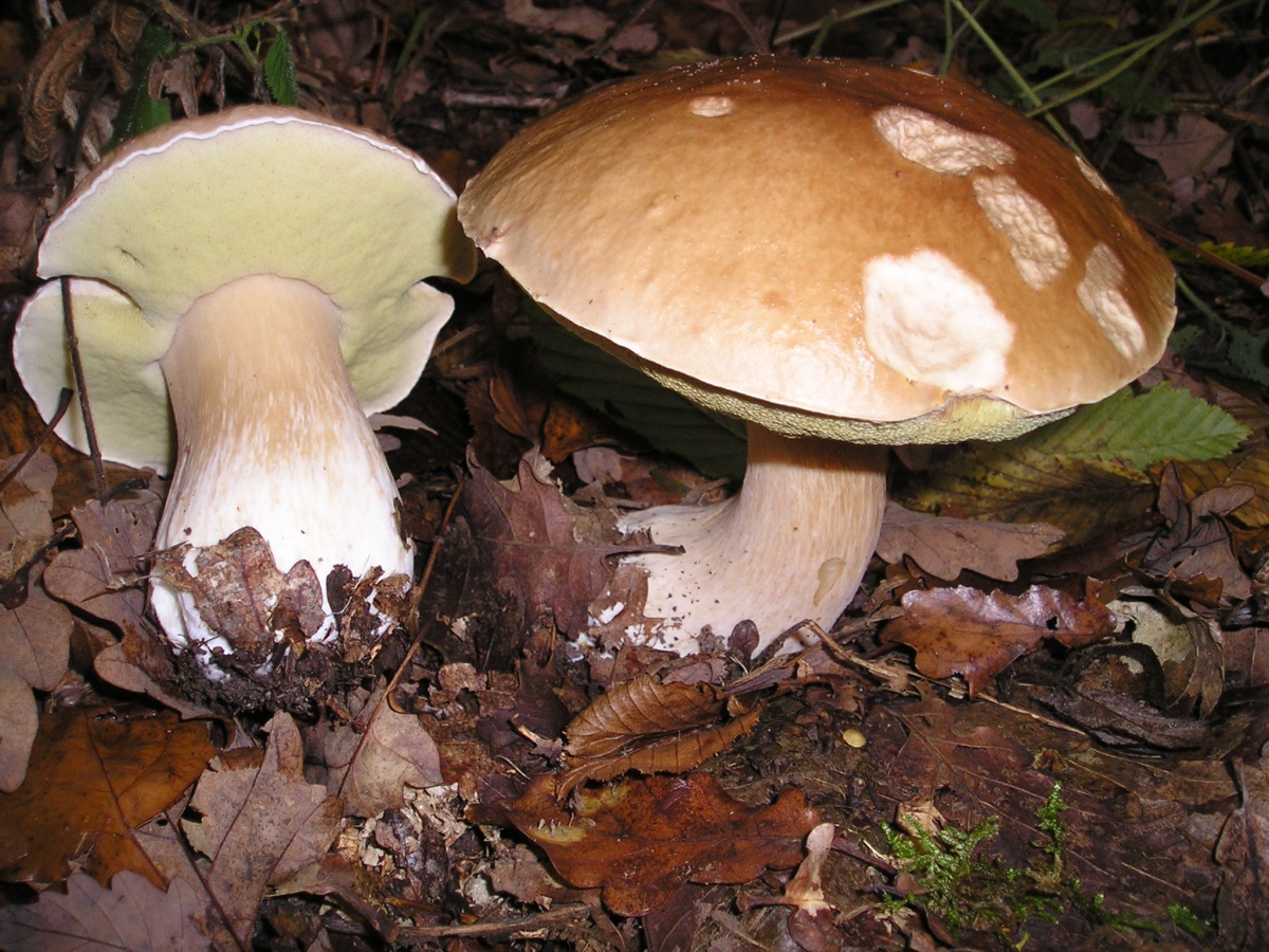 belyj grib boletus edulis 603953558a7ff - Белый гриб (Boletus edulis)