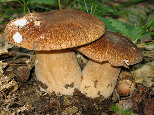 belyj grib dubovyj boletus reticulatus 6039584e3c3a4 - Белый гриб дубовый (Boletus reticulatus)