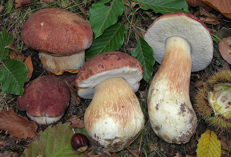 belyj grib sosnovyj boletus pinophilus 603952b662510 - Белый гриб сосновый (Boletus pinophilus)