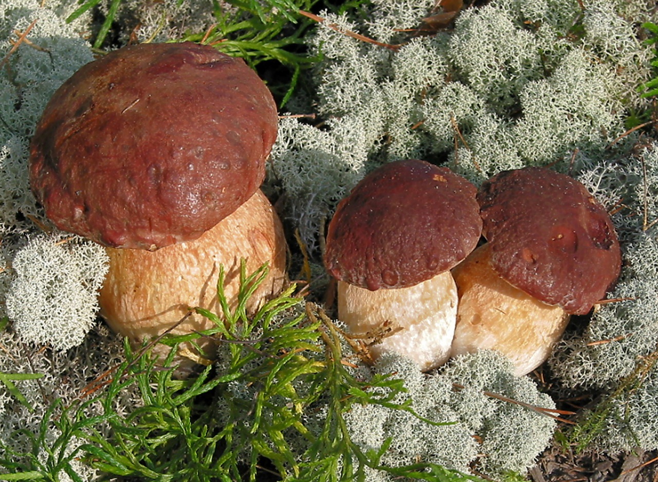 belyj grib sosnovyj boletus pinophilus 603952b767efb - Белый гриб сосновый (Boletus pinophilus)