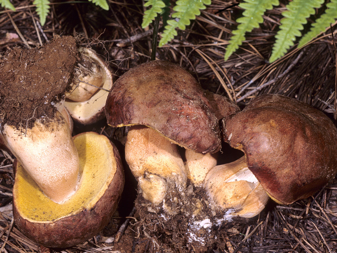 belyj grib sosnovyj boletus pinophilus 603952b9977b2 - Белый гриб сосновый (Boletus pinophilus)