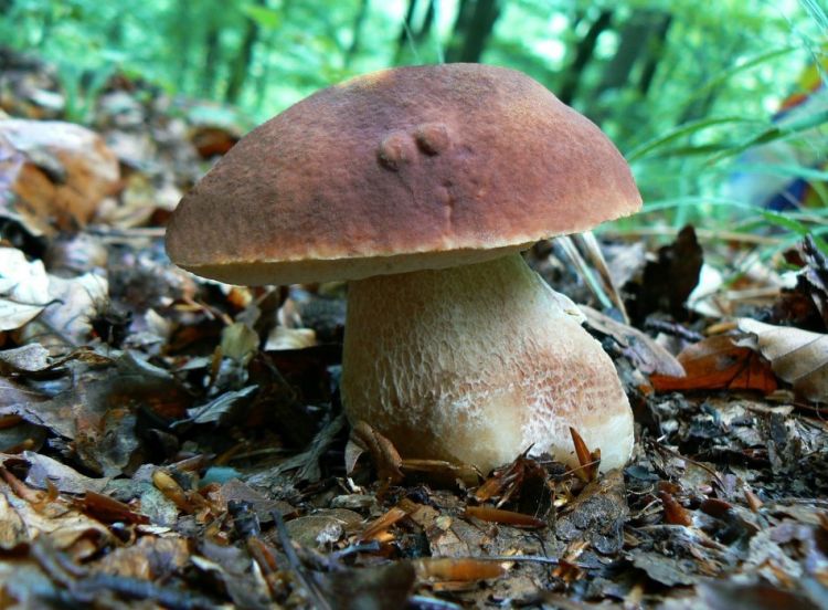 belyj grib sosnovyj boletus pinophilus 603952bd0aba3 - Белый гриб сосновый (Boletus pinophilus)