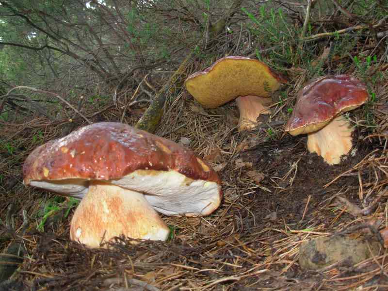 belyj grib sosnovyj boletus pinophilus 603952bdd0eb5 - Белый гриб сосновый (Boletus pinophilus)