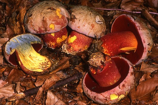 borovik rozovokozhij rubroboletus rhodoxanthus 603953dfca3a6 - Боровик розовокожий (Rubroboletus rhodoxanthus)