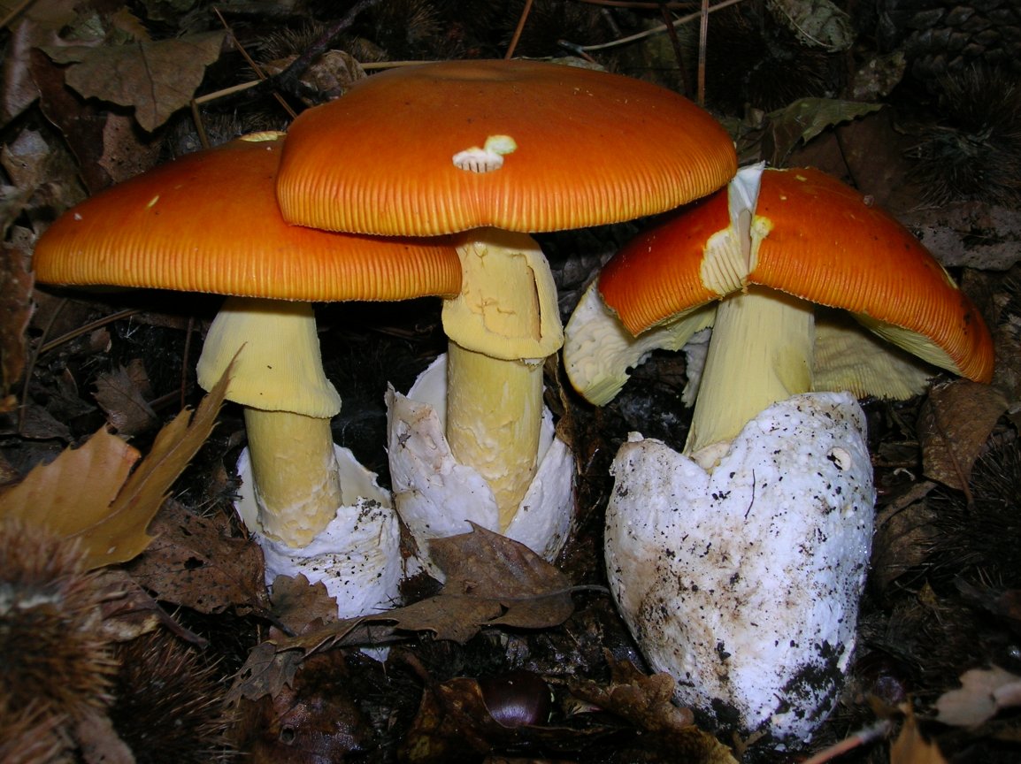 cezarskij grib amanita caesarea 603954cb9c8a4 - Цезарский гриб (Amanita caesarea)
