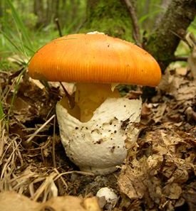 cezarskij grib amanita caesarea 603954cd859b8 - Цезарский гриб (Amanita caesarea)
