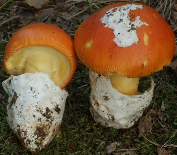 cezarskij grib amanita caesarea 603954ce941c2 - Цезарский гриб (Amanita caesarea)