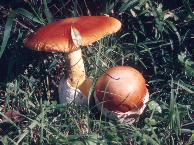 cezarskij grib amanita caesarea 603954cf3e0eb - Цезарский гриб (Amanita caesarea)