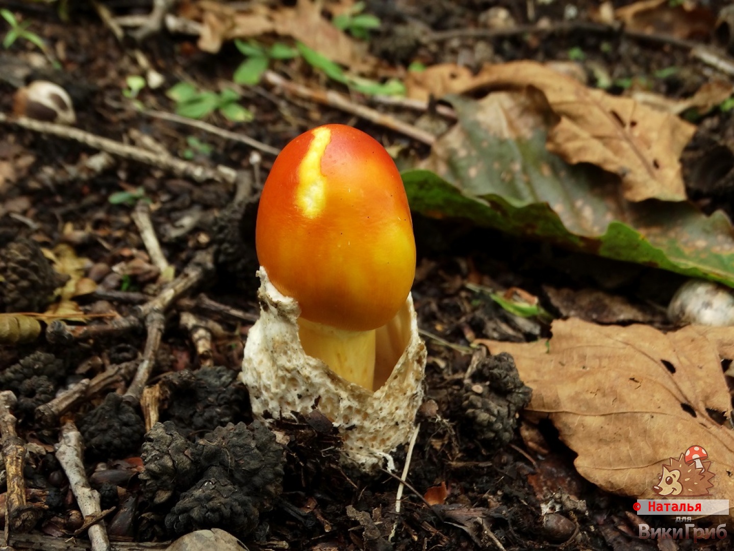 cezarskij grib dalnevostochnyj amanita caesareoides 603951b86deae - Цезарский гриб дальневосточный (Amanita caesareoides)