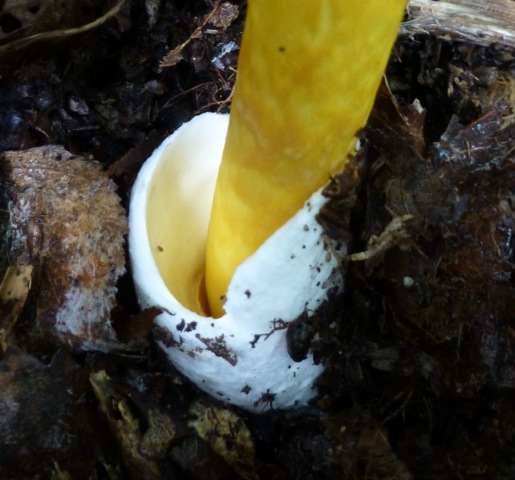 cezarskij grib dalnevostochnyj amanita caesareoides 603951bd0e488 - Цезарский гриб дальневосточный (Amanita caesareoides)