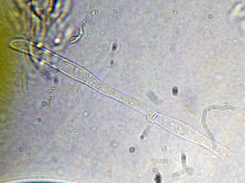 delikatula malenkaya delicatula integrella 603956c6dd967 - Деликатула маленькая (Delicatula integrella)