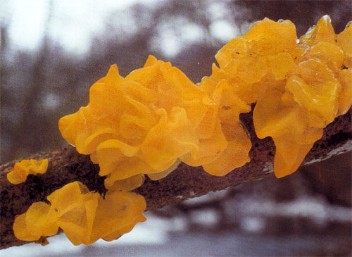 drozhalka oranzhevaya tremella mesenterica 603956ead6782 - Дрожалка оранжевая (Tremella mesenterica)