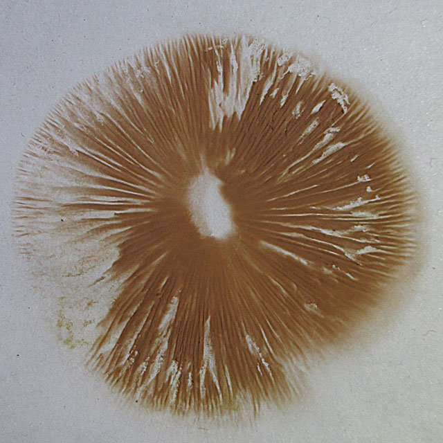 entoloma shhitonosnaya entoloma cetratum 60397bfc819aa - Энтолома щитоносная (Entoloma cetratum)