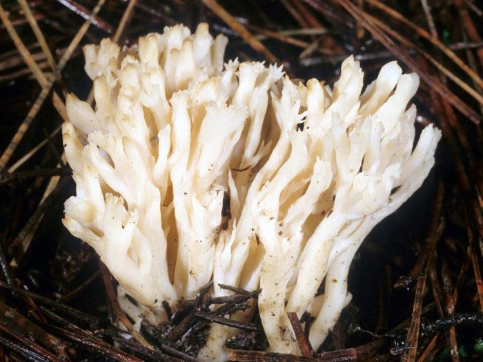 eto ne vodorosli eto korallovye griby 603a133b03cad - Это не водоросли, это коралловые грибы!
