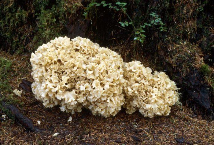 eto ne vodorosli eto korallovye griby 603a133bb9f49 - Это не водоросли, это коралловые грибы!