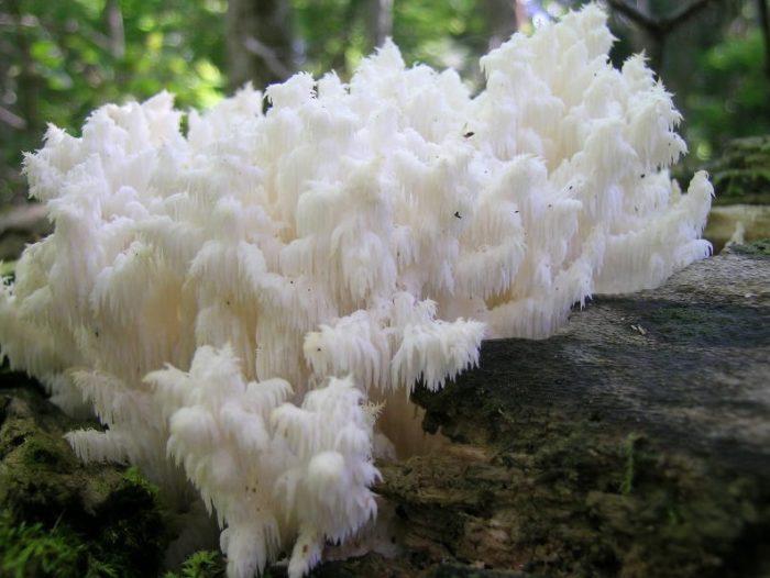 eto ne vodorosli eto korallovye griby 603a133c3d91a - Это не водоросли, это коралловые грибы!