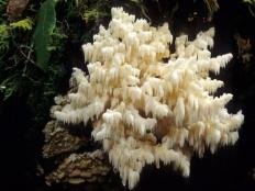 ezhovik korallovidnyj hericium coralloides 603959f23739c - Ежовик коралловидный (Hericium coralloides)