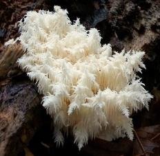 ezhovik korallovidnyj hericium coralloides 603959f23ea57 - Ежовик коралловидный (Hericium coralloides)