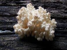 ezhovik korallovidnyj hericium coralloides 603959f246886 - Ежовик коралловидный (Hericium coralloides)
