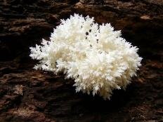 ezhovik korallovidnyj hericium coralloides 603959f41d8fe - Ежовик коралловидный (Hericium coralloides)