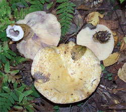 gruzd sinejushhij lactarius repraesentaneus 603957fc49a3c - Груздь синеющий (Lactarius repraesentaneus)