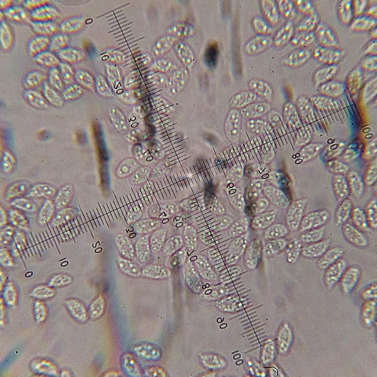 hromozera sineplastinkovaya chromosera cyanophylla 603980319a1d8 - Хромозера синепластинковая (Chromosera cyanophylla)