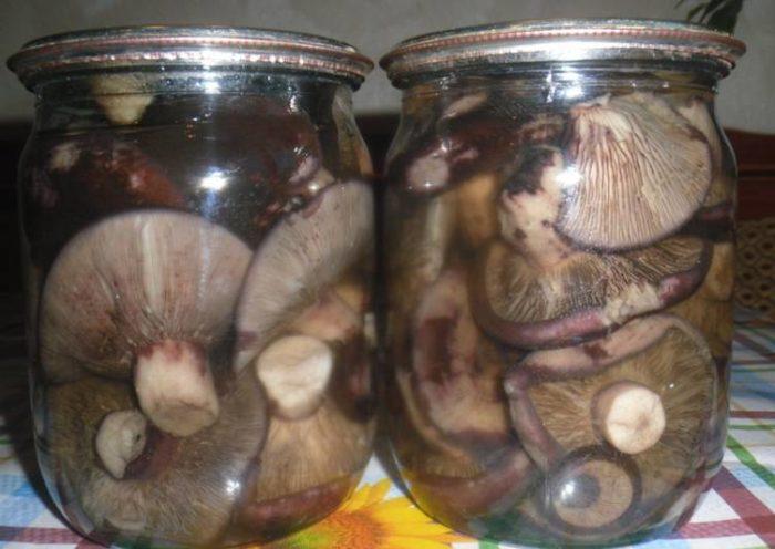 kak gotovit griby serushki na zimu 603a0e153a3ff - Как готовить грибы серушки на зиму?