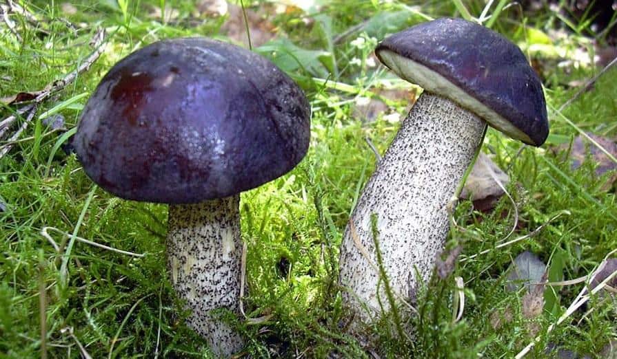 kak najti nuzhnye chernye griby 603a11a11bc23 - Как найти нужные черные грибы