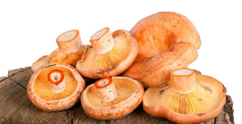 kak prigotovit samye vkusnye zharennye griby ryzhiki 603a0df27715d - Как приготовить самые вкусные жаренные грибы рыжики