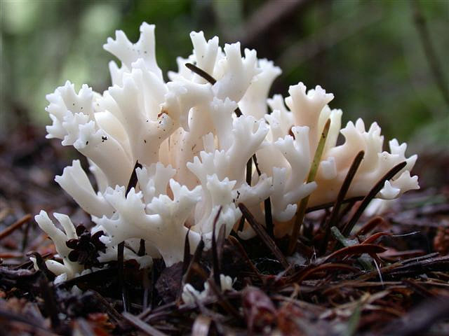 klavulina korallovidnaya clavulina coralloides 60395554ed934 - Клавулина коралловидная (Clavulina coralloides)