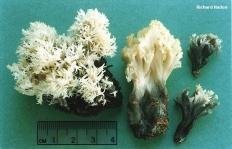 klavulina korallovidnaya clavulina coralloides 60395555731ef - Клавулина коралловидная (Clavulina coralloides)