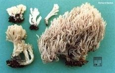 klavulina korallovidnaya clavulina coralloides 603955557aaa0 - Клавулина коралловидная (Clavulina coralloides)