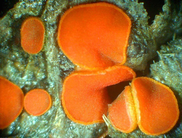 koprobiya zernistaya cheilymenia granulata 603955ce16664 - Копробия зернистая (Cheilymenia granulata)