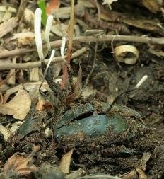 kordiceps sero pepelnyj ophiocordyceps entomorrhiza 603955d3e90d5 - Кордицепс серо-пепельный (Ophiocordyceps entomorrhiza)