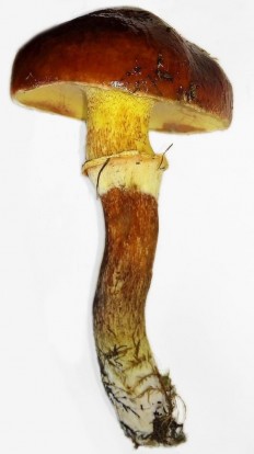 masljonok klintona suillus clintonianus 60397ed0415d6 - Маслёнок Клинтона (Suillus clintonianus)