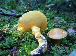 masljonok listvennichnyj suillus grevillei 603957b905cc7 - Маслёнок лиственничный (Suillus grevillei)
