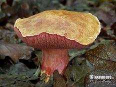 masljonok rubinovyj rubinoboletus rubinus 60395d8c4f344 - Маслёнок рубиновый (Rubinoboletus rubinus)