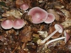 micena rozovaya mycena rosea 60395e70ab672 - Мицена розовая (Mycena rosea)