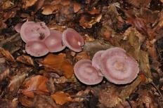 micena rozovaya mycena rosea 60395e70b9928 - Мицена розовая (Mycena rosea)