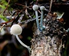 micena sinenogaya mycena cyanorrhiza 60395dda281ee - Мицена синеногая (Mycena cyanorrhiza)
