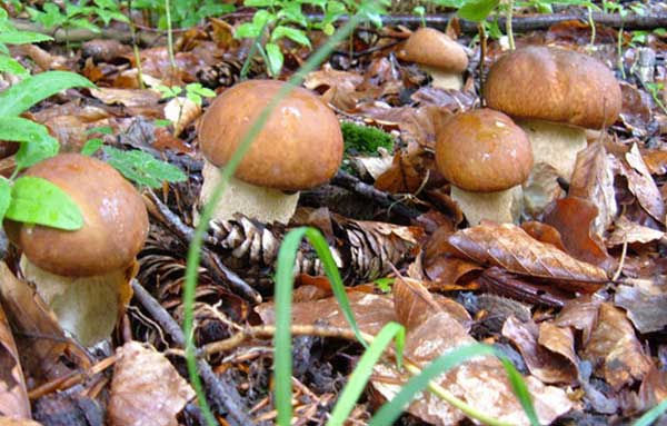 molodye belye griby - Что важно знать о выращивании белых грибов в домашних условиях
