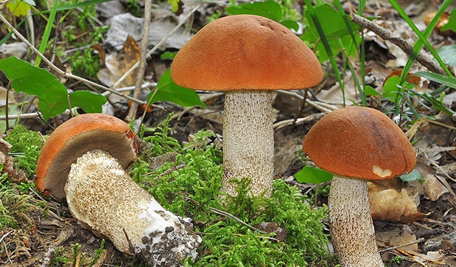 obzor vseh gribov s beloj shlyapkoj kak najti nuzhnyj 603a12251f75d - Обзор всех грибов с белой шляпкой — как найти нужный